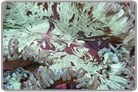 Pink Tip Elegance Coral